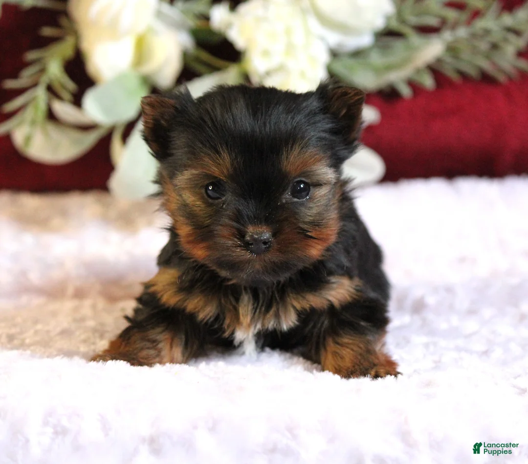 Yorkshire Terrier dogs for sale: Diamond - Ad 3