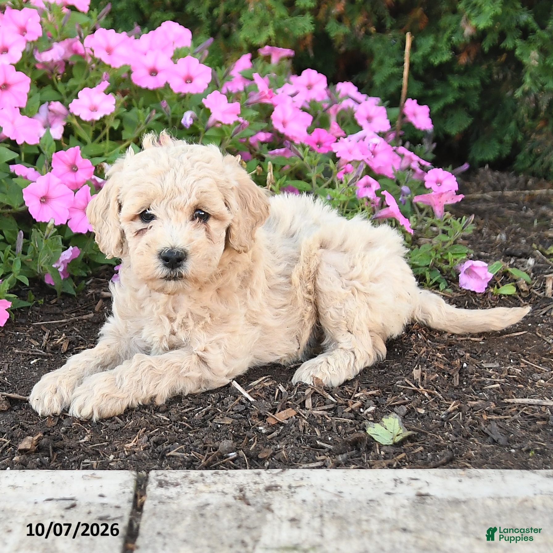 Mini Goldendoodle dogs Porter - Ad 2