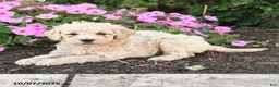 Mini Goldendoodle dogs for sale: Porter - Ad 2