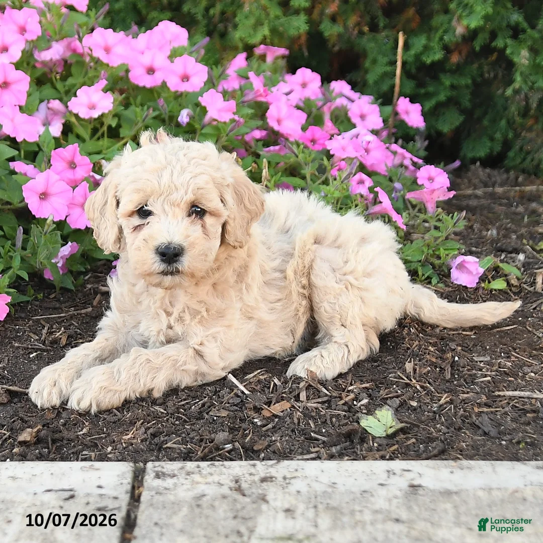 Mini Goldendoodle dogs for sale: Porter - Ad 2