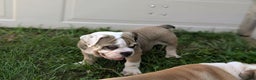 Olde English Bulldogge dogs for sale: Ginger - Ad 11
