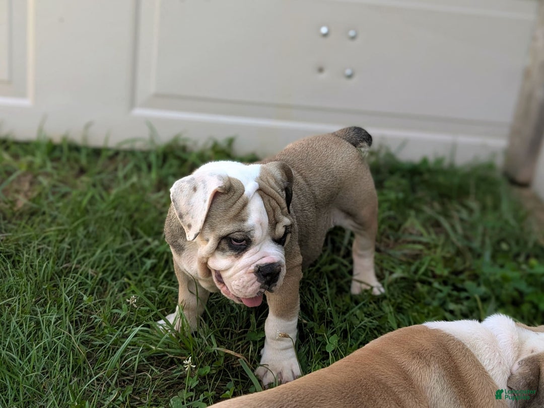 Olde English Bulldogge dogs for sale: Ginger - Ad 11