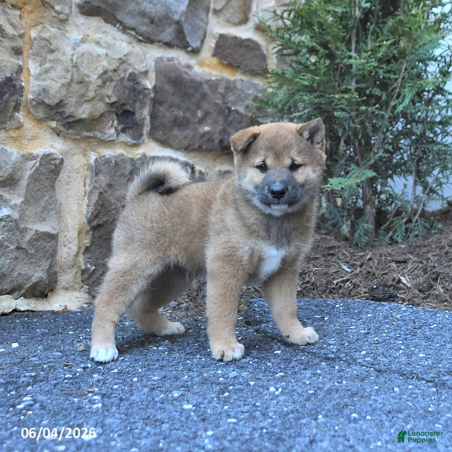 Shiba Inu dogs Sheriff - Ad 2