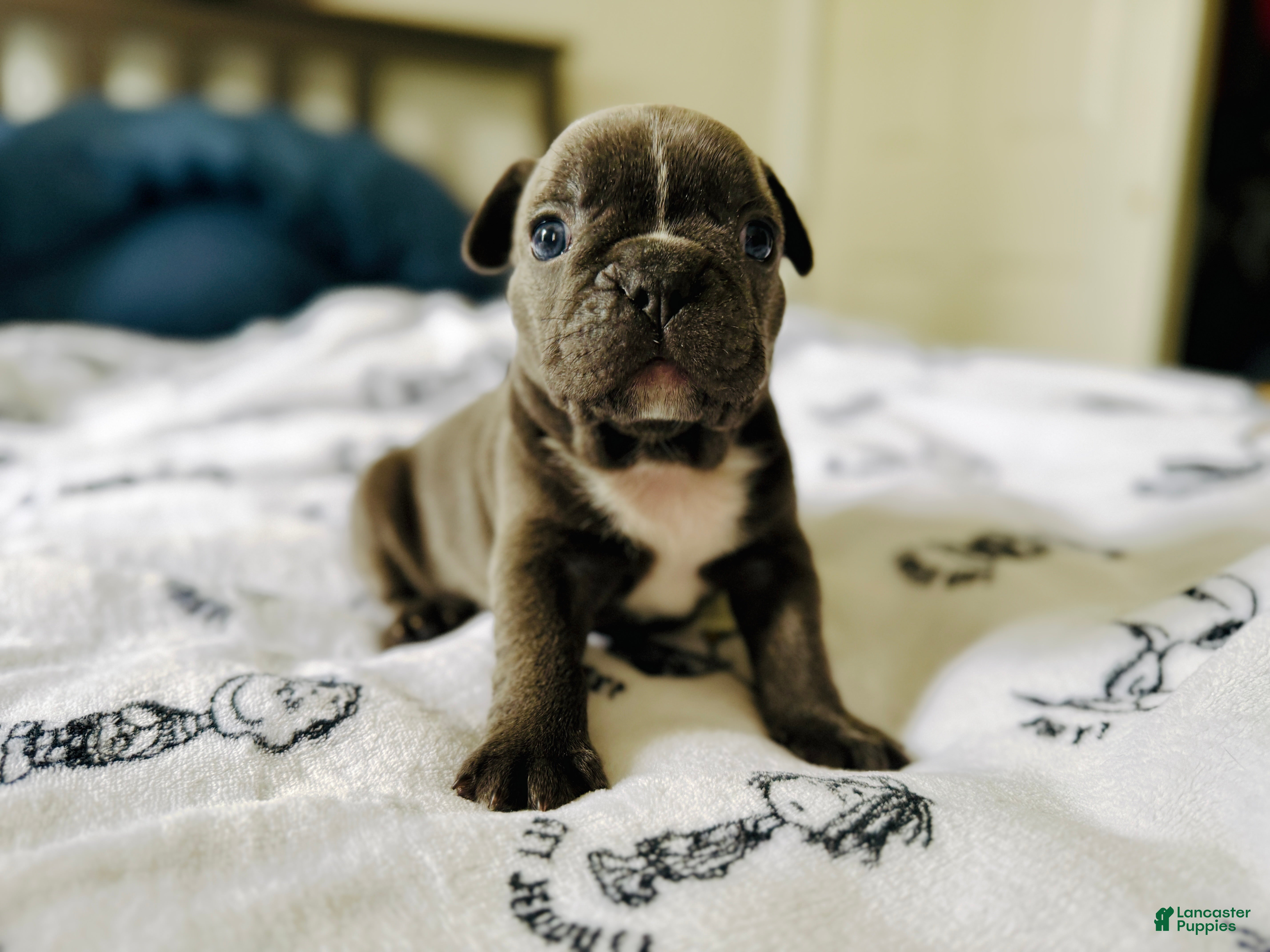 French Bulldog dogs Big Blue - Ad 2
