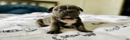 French Bulldog dogs for sale: Big Blue - Ad 2