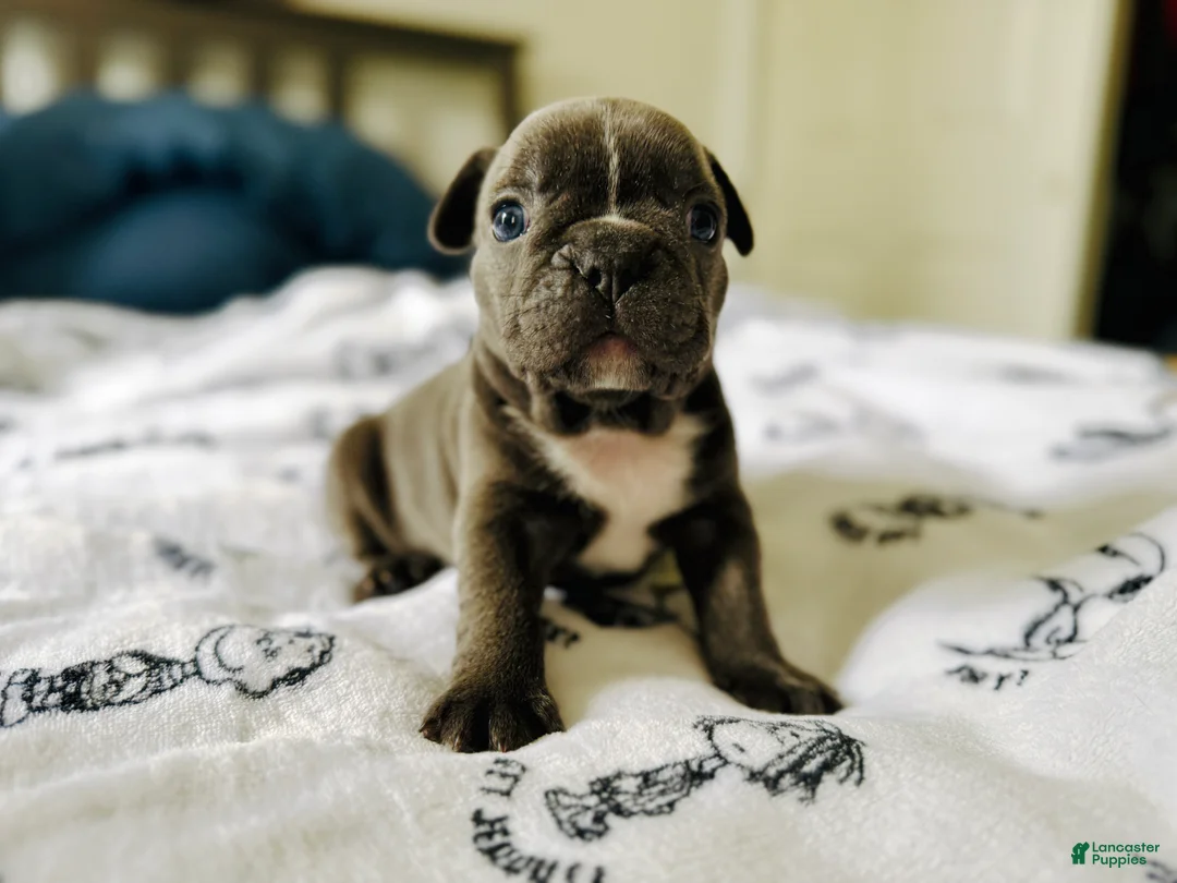 French Bulldog dogs for sale: Big Blue - Ad 2