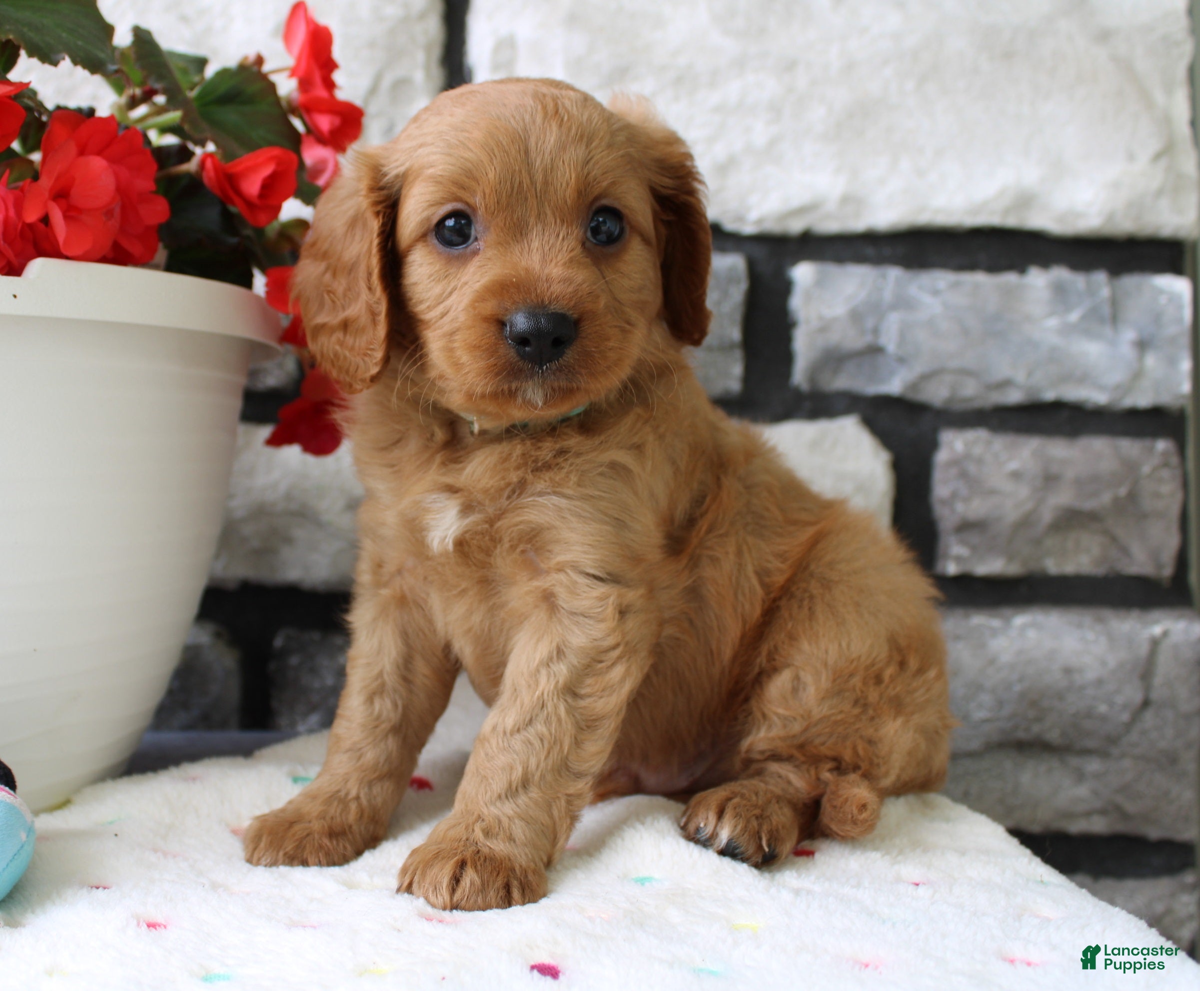 Cavapoo dogs Sammy - Ad 1