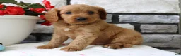 Cavapoo dogs for sale: Sammy - Ad 1