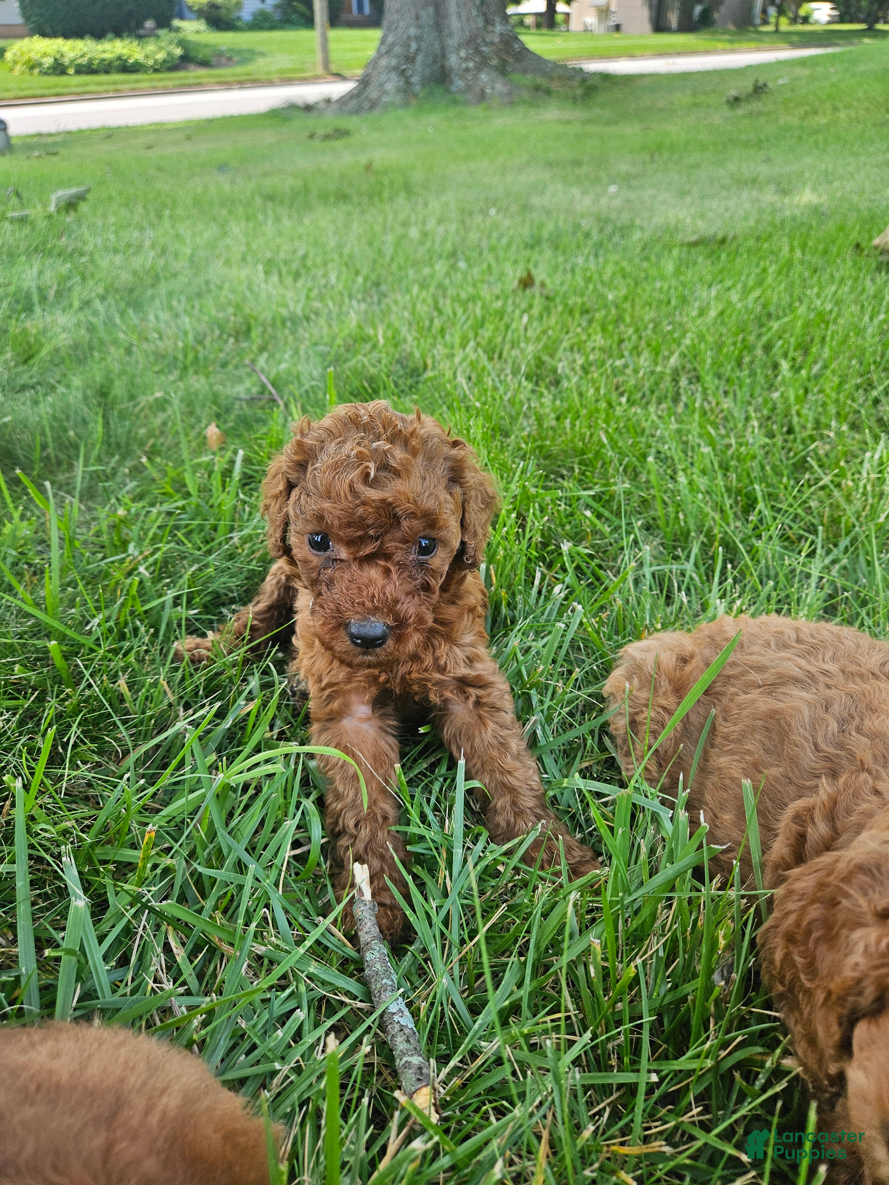 Goldendoodle dogs Goldendoodle 1 - Ad 37