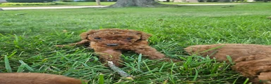 Goldendoodle 1