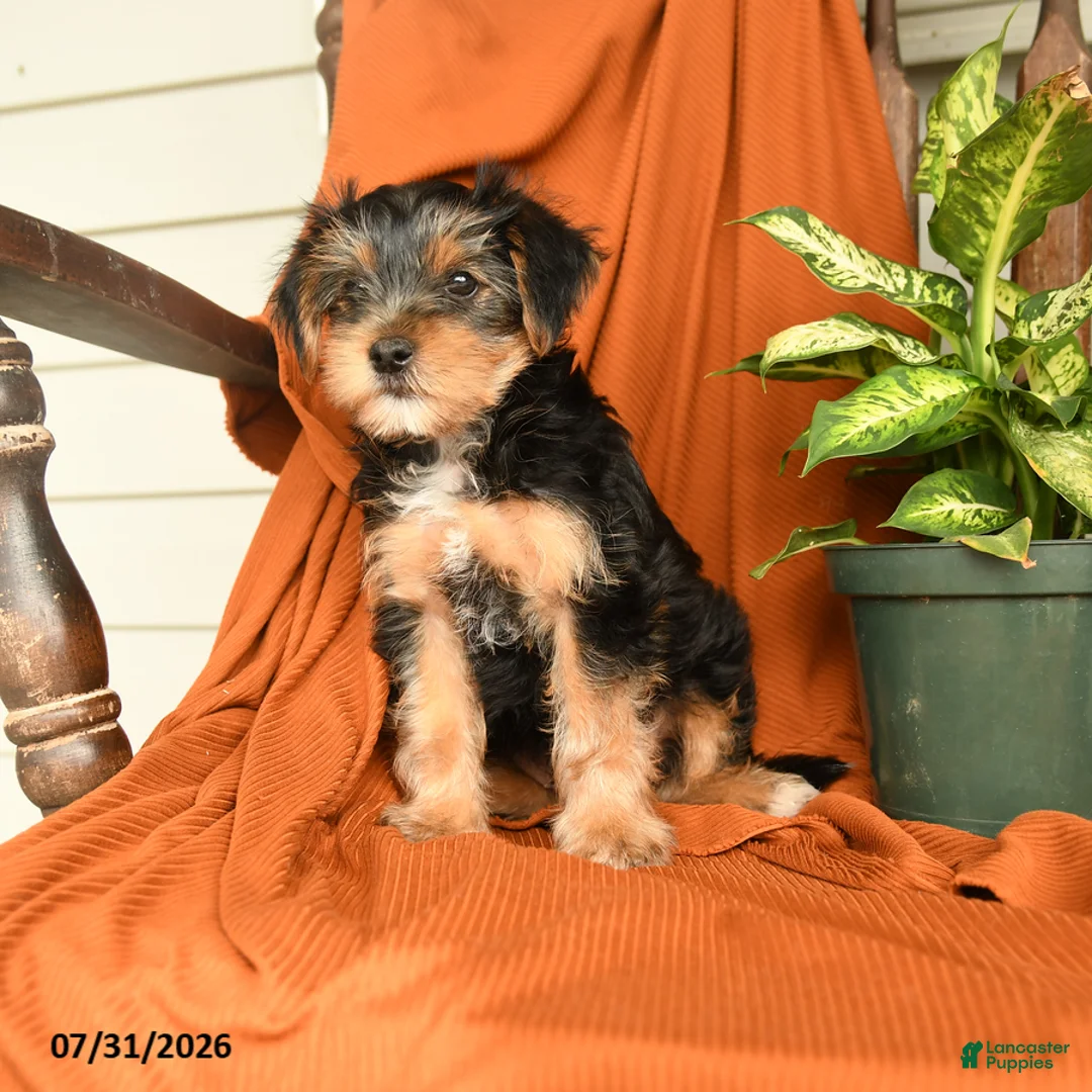 Yorkshire Terrier dogs for sale: Merphy - Ad 5