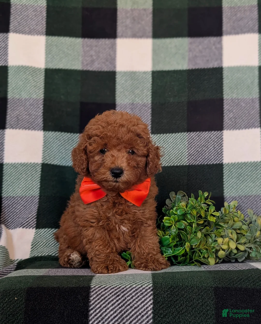 Toy Poodle dogs for sale: Conway 7 lbs Full Grown - Ad 1