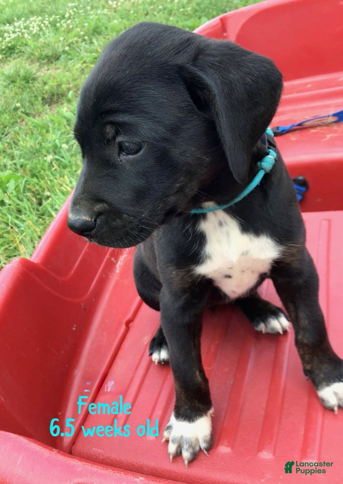 Catahoula Leopard Dog dogs Turquoise, Female - Ad 1