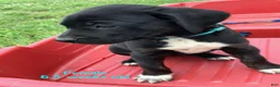 Catahoula Leopard Dog dogs for sale: Turquoise, Female - Ad 1