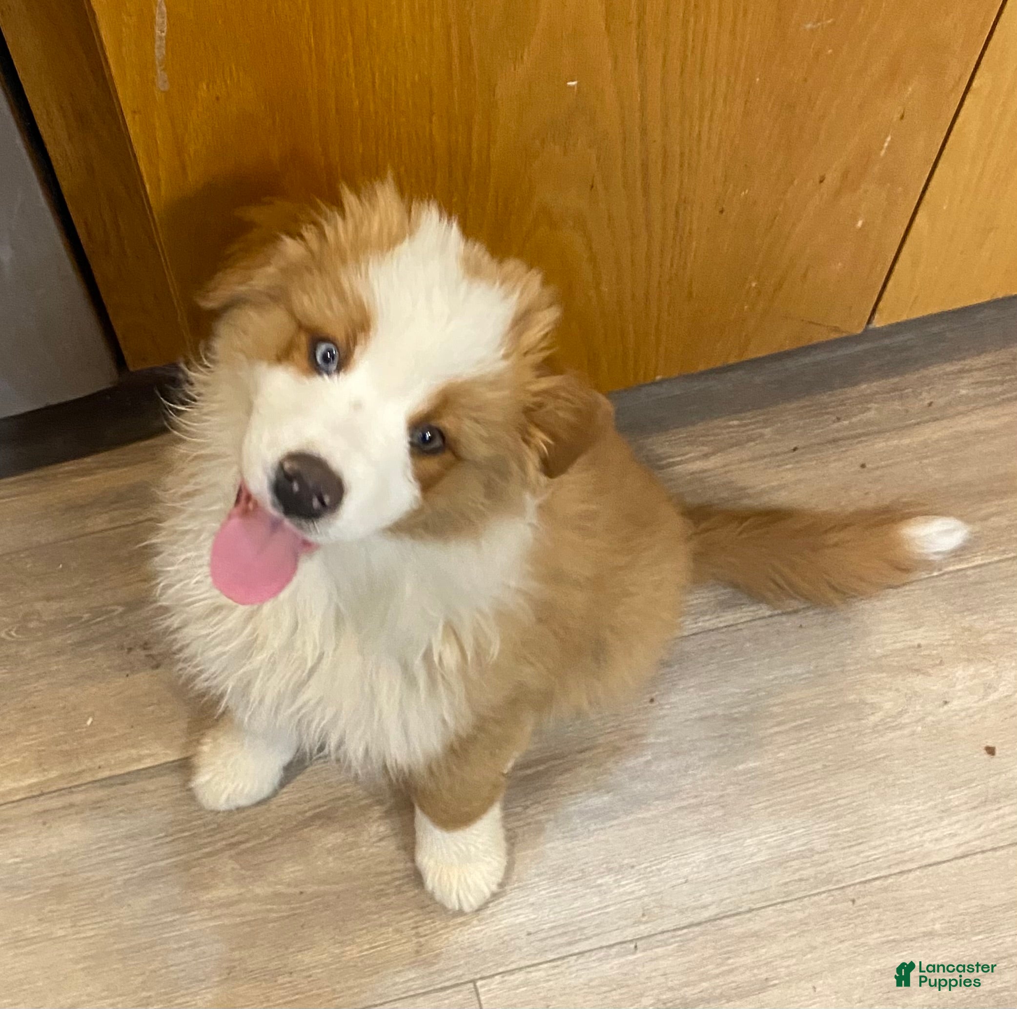 Australian Shepherd dogs Luke - Ad 1