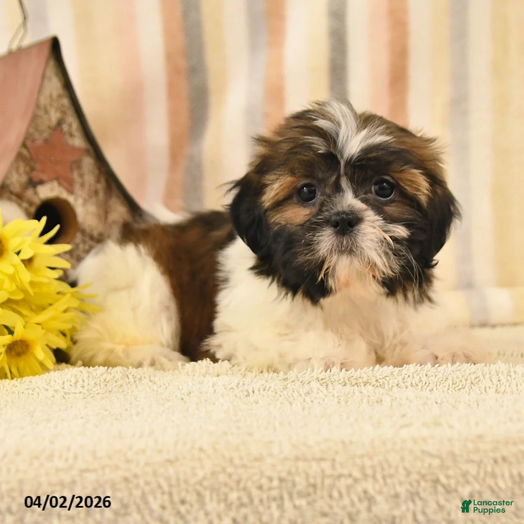 Shih Tzu dogs for sale: Maggie - Ad 2