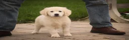 Golden Retriever dogs for sale: Norah - Ad 9