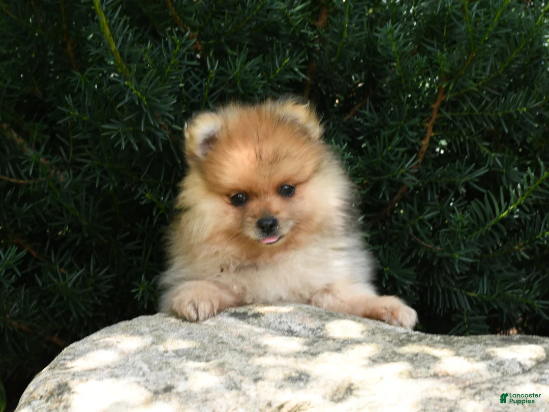 Pomeranian dogs for sale: Quinn - Ad 1