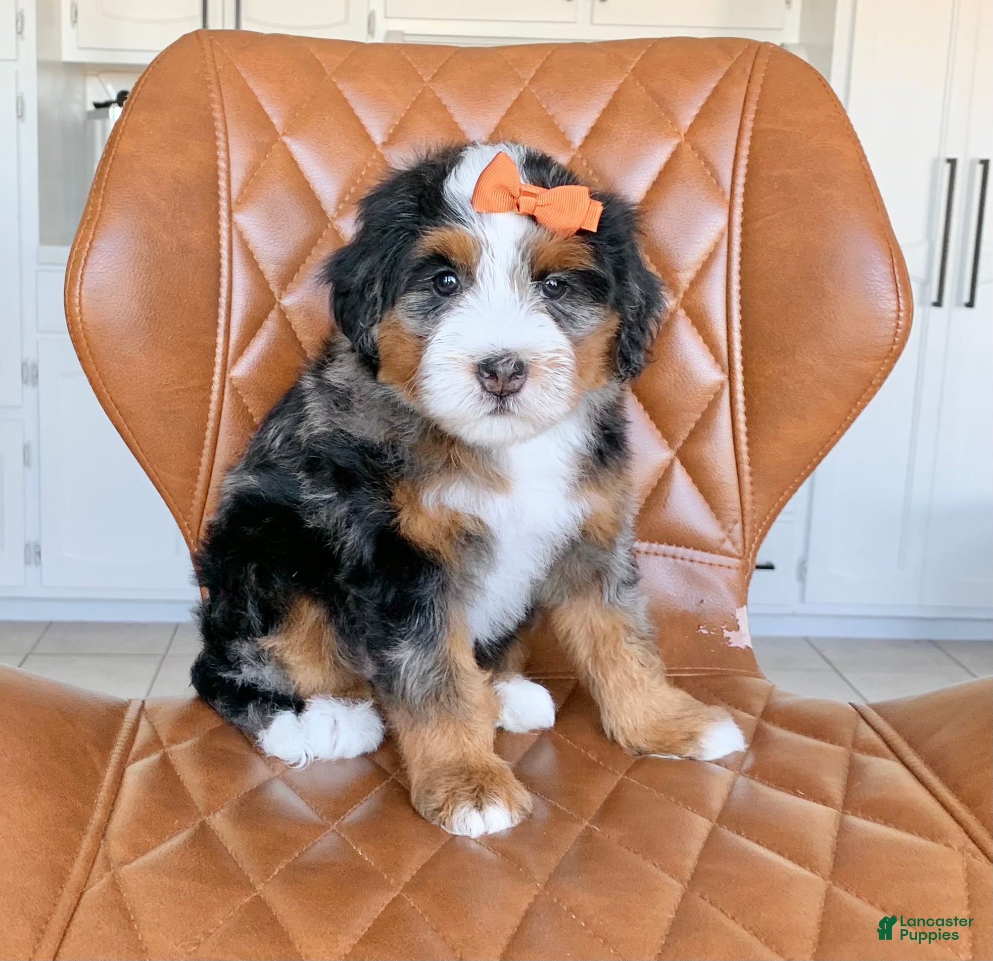 Bernedoodle dogs for sale: Maple - Ad 2