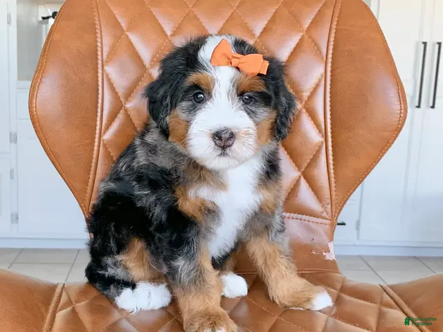 Bernedoodle dogs for sale: Maple - Ad 2