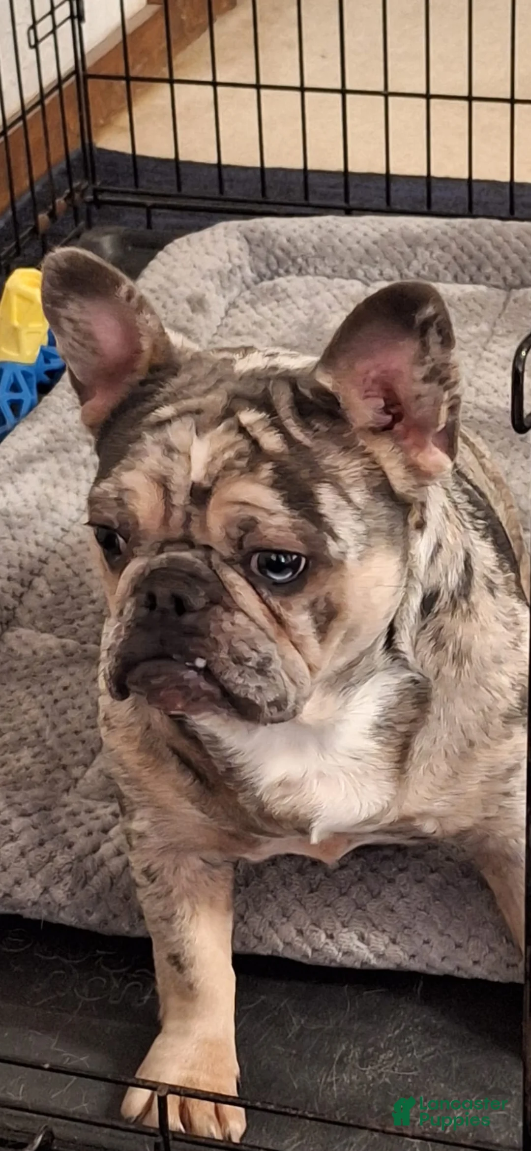 French Bulldog dogs for sale: French Bulldog Puppy 1 - Ad 2