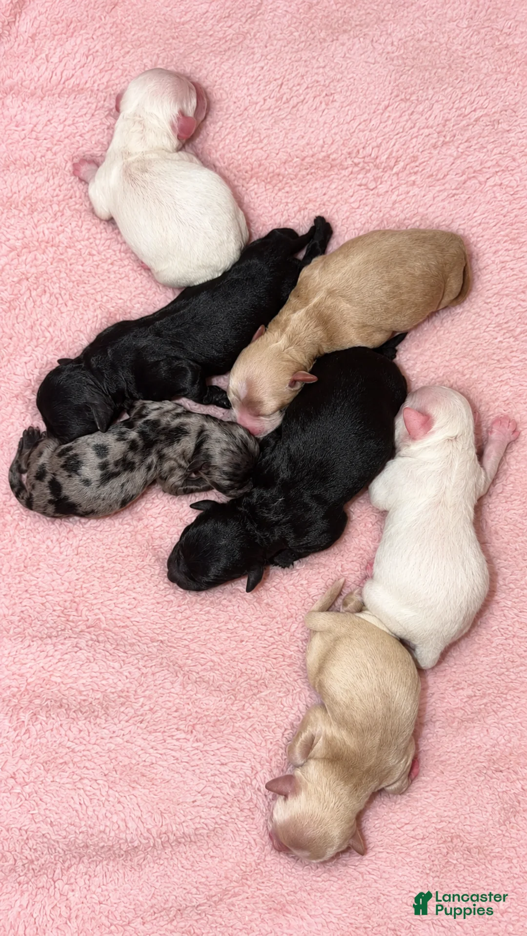 Cockapoo dogs for sale: Cockapoo 2 - Ad 1