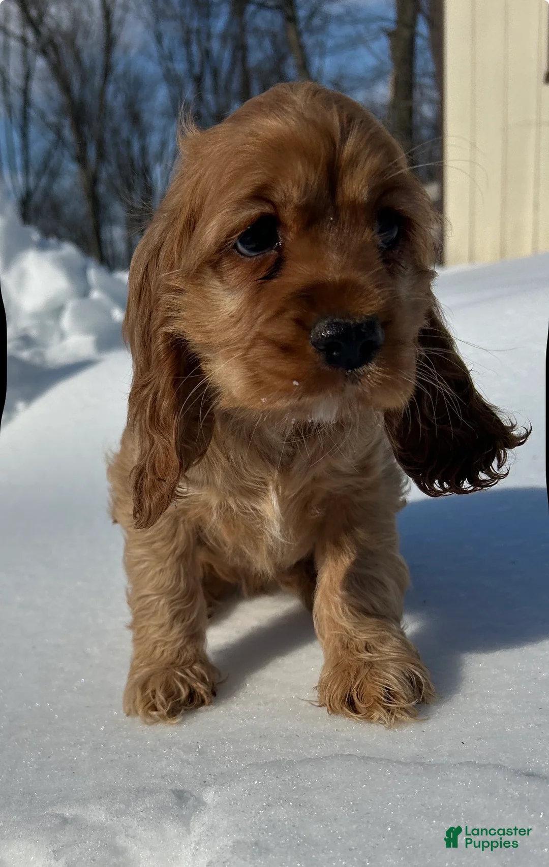 Cocker Spaniel dogs for sale: Avery - Ad 2