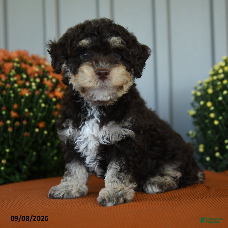 Miniature Poodle dogs Ollie - Ad 1
