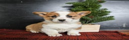 Welsh Corgi Pembroke dogs for sale: Gracie - Ad 2