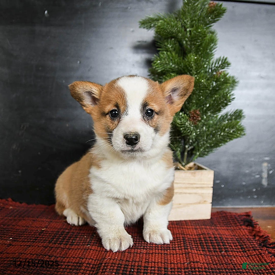 Welsh Corgi Pembroke dogs for sale: Gracie - Ad 2