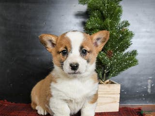 Welsh Corgi Pembroke dogs Gracie - Ad 7