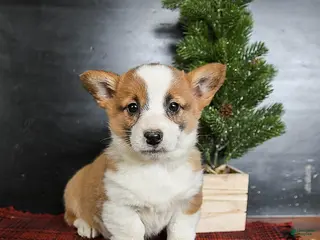 Welsh Corgi Pembroke dogs Gracie - Ad 23