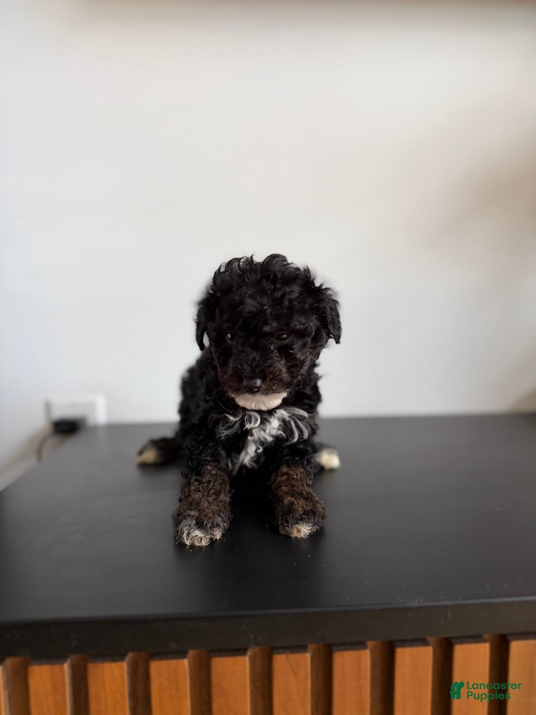 Toy Poodle dogs for sale: Danny teacup - Ad 6