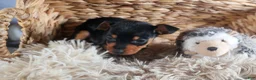 Miniature Pinscher dogs for sale: ANGEL - Ad 5