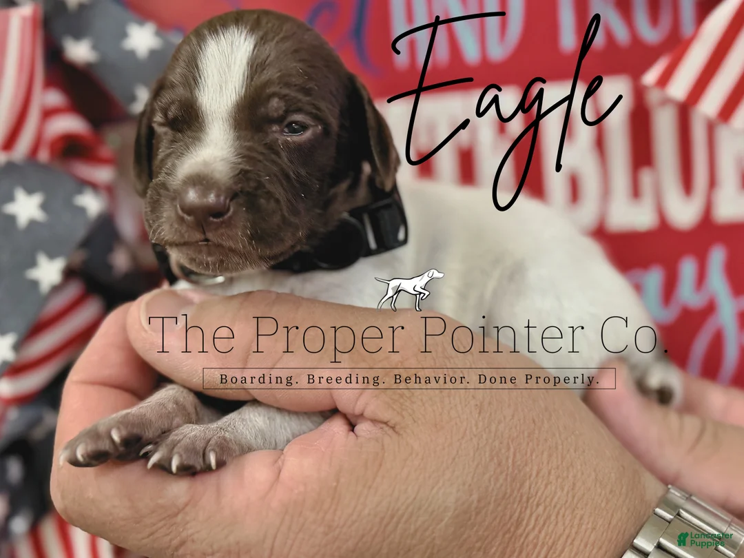 German Shorthaired Pointer dogs for sale: Eagle  - Ad 1