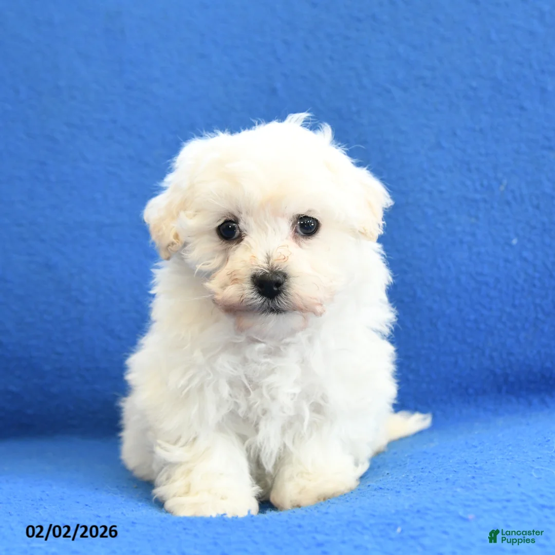 Bichon Frise dogs for sale: Frances - Ad 1