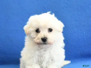 Bichon Frise dogs Frances - Ad 26