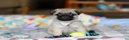 Pug dogs for sale: Pearl  - Ad 2