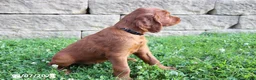 Irish Setter dogs for sale: Sambo - Ad 4