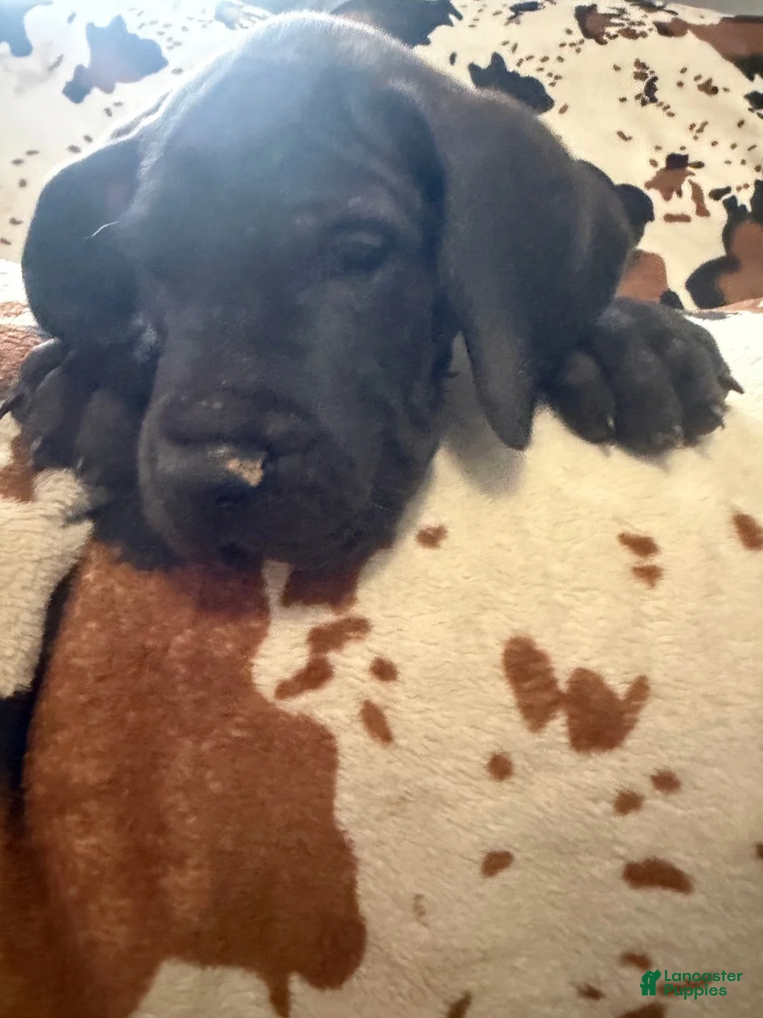 Great Dane dogs for sale: Pork Chop - Ad 2