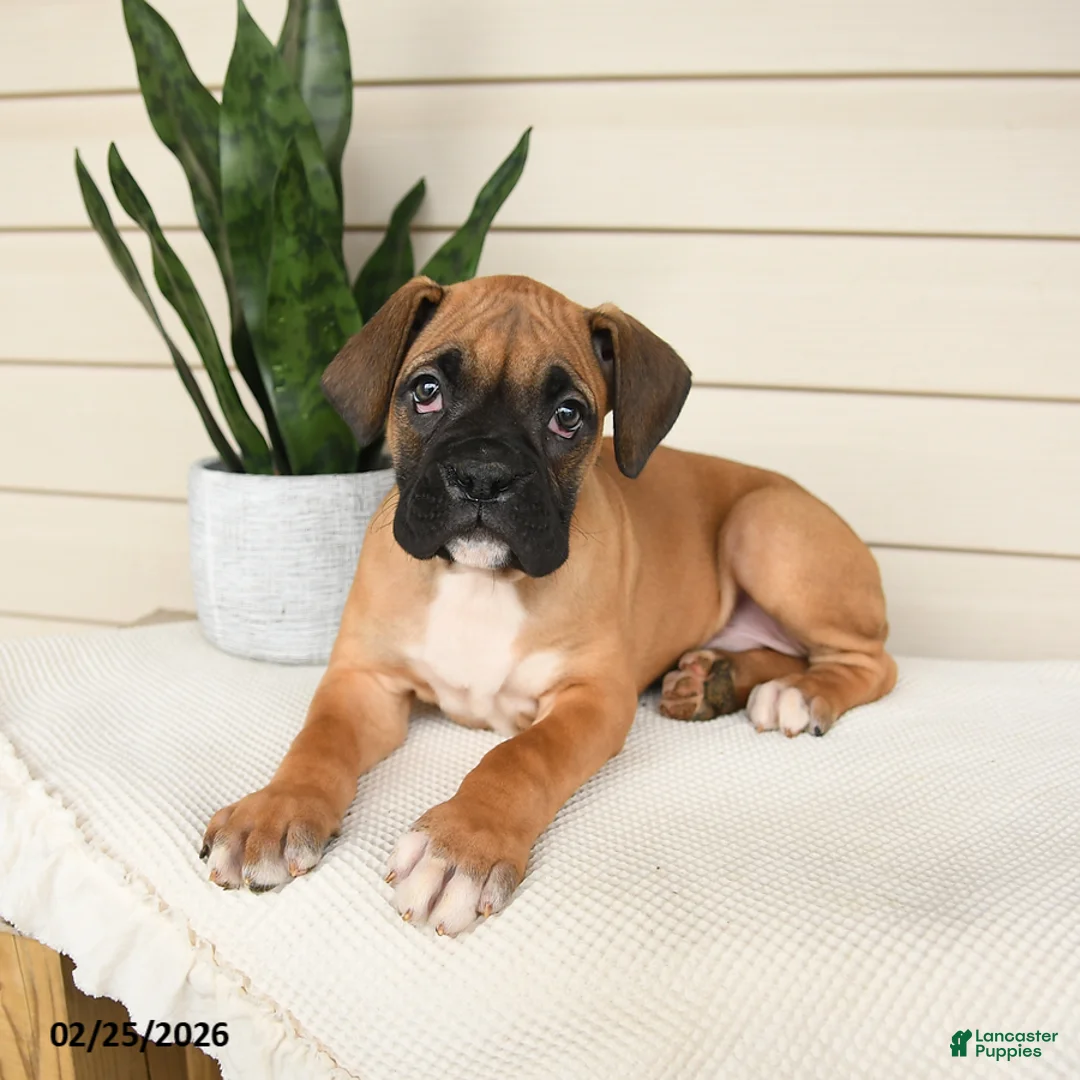Boxer dogs for sale: Jasper - Ad 3