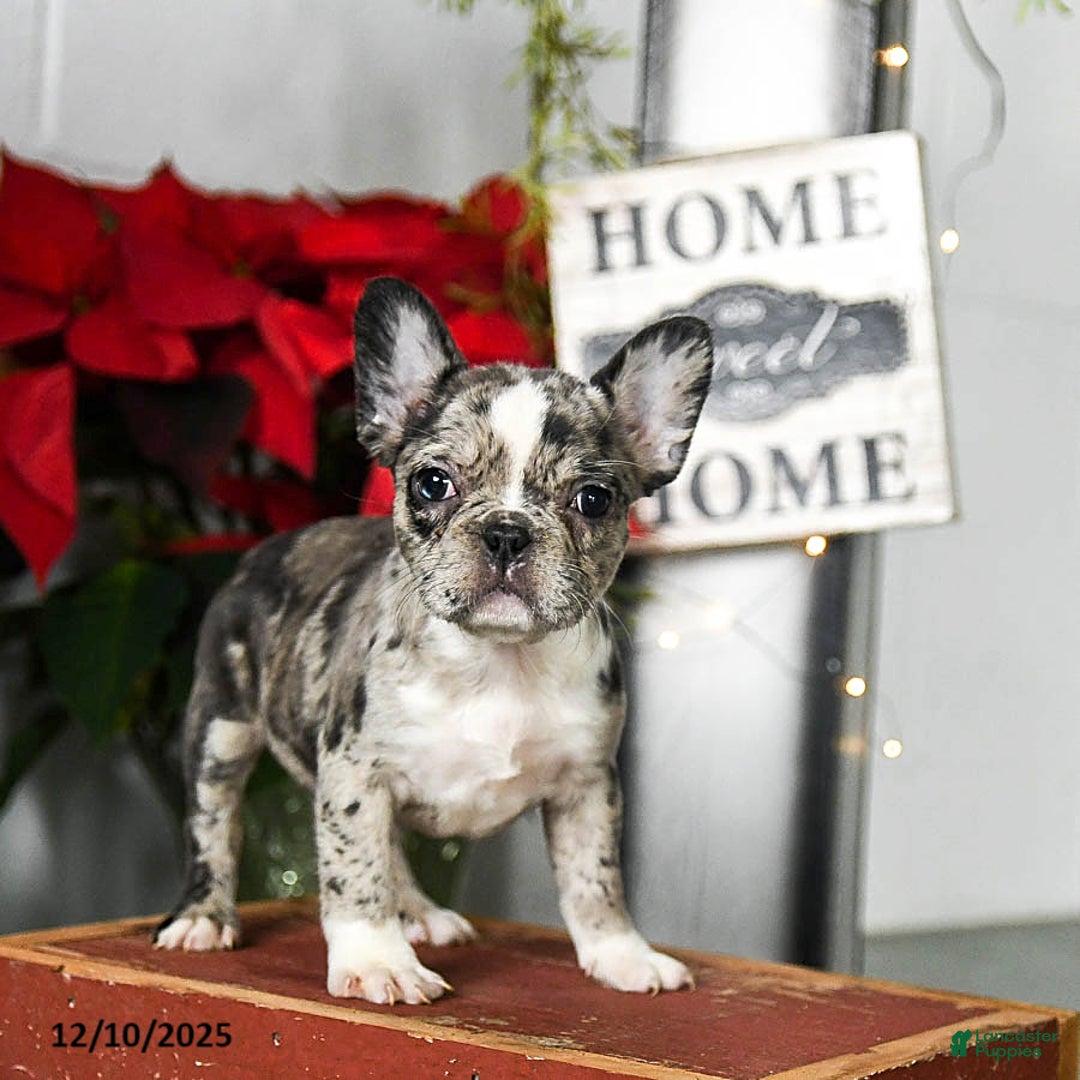 Frenchton dogs for sale: Dixie - Ad 3