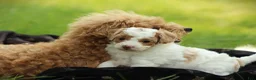 Bichpoo dogs for sale: Raleigh - Ad 2