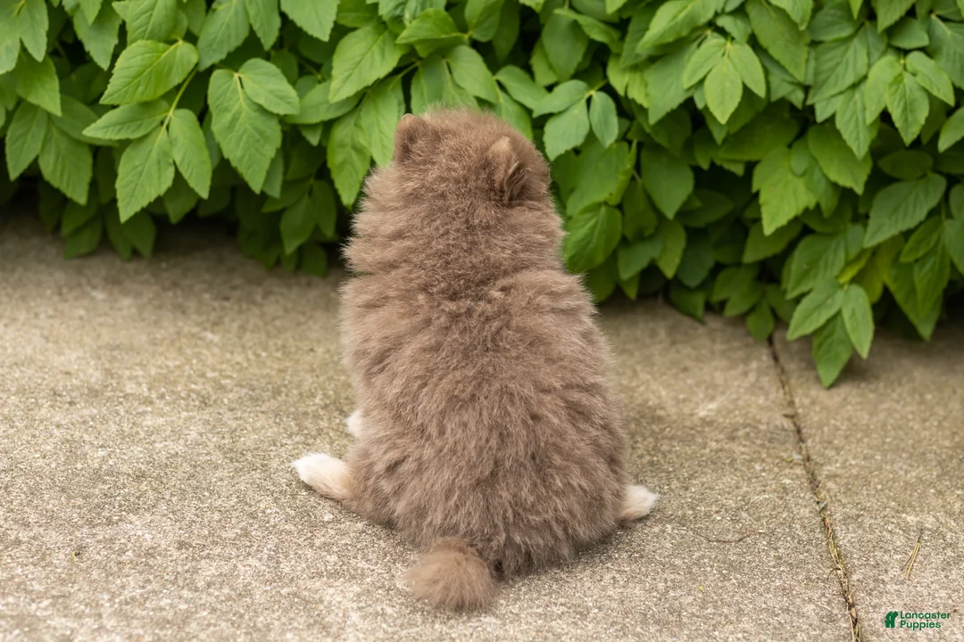 Pomeranian dogs for sale: Kota  - Ad 5