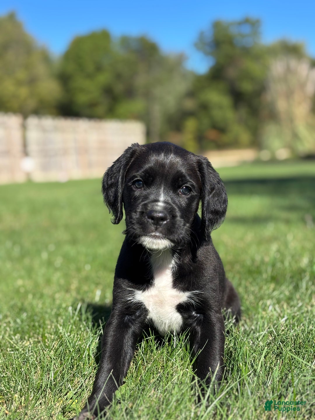 Mixed Breed dogs for sale: Freman - Ad 1