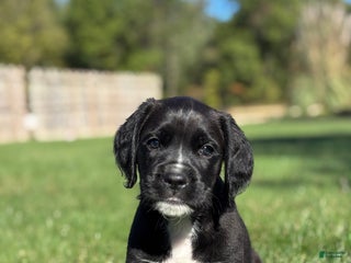 Mixed Breed dogs Freman - Ad 38