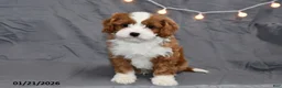Cavapoo dogs for sale: Malachi - Ad 4