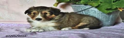 Shetland Sheepdog dogs for sale: Charlotte - Ad 4