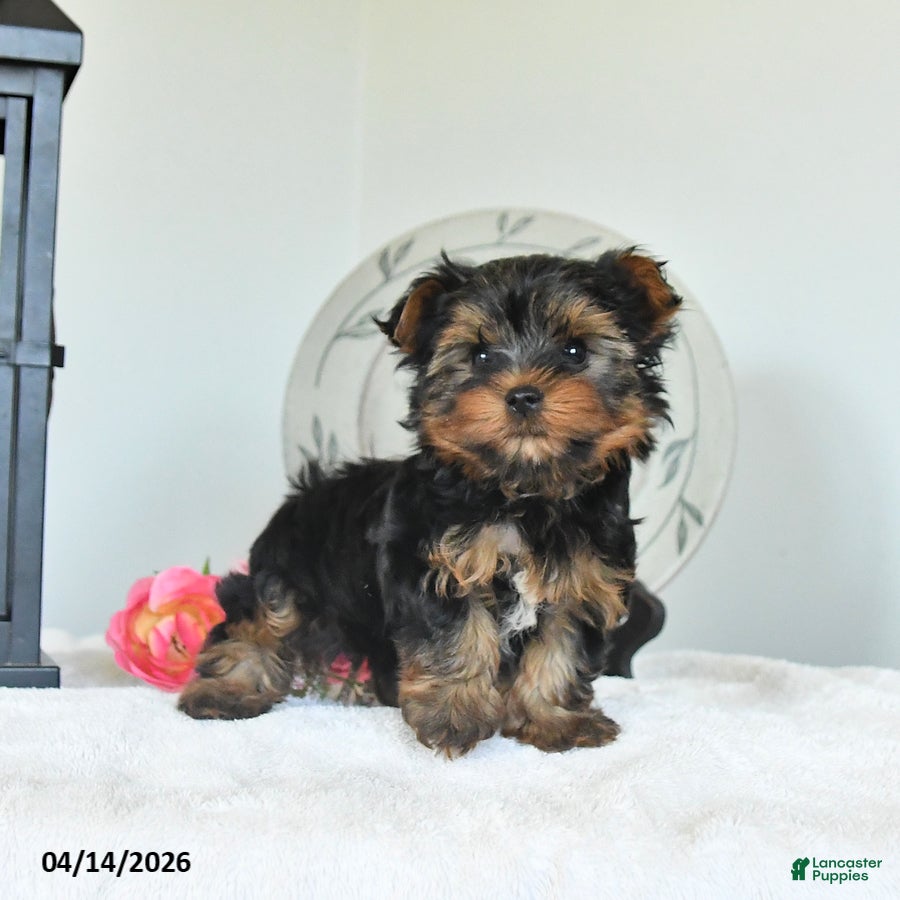 Yorkshire Terrier dogs Jasper - Ad 2