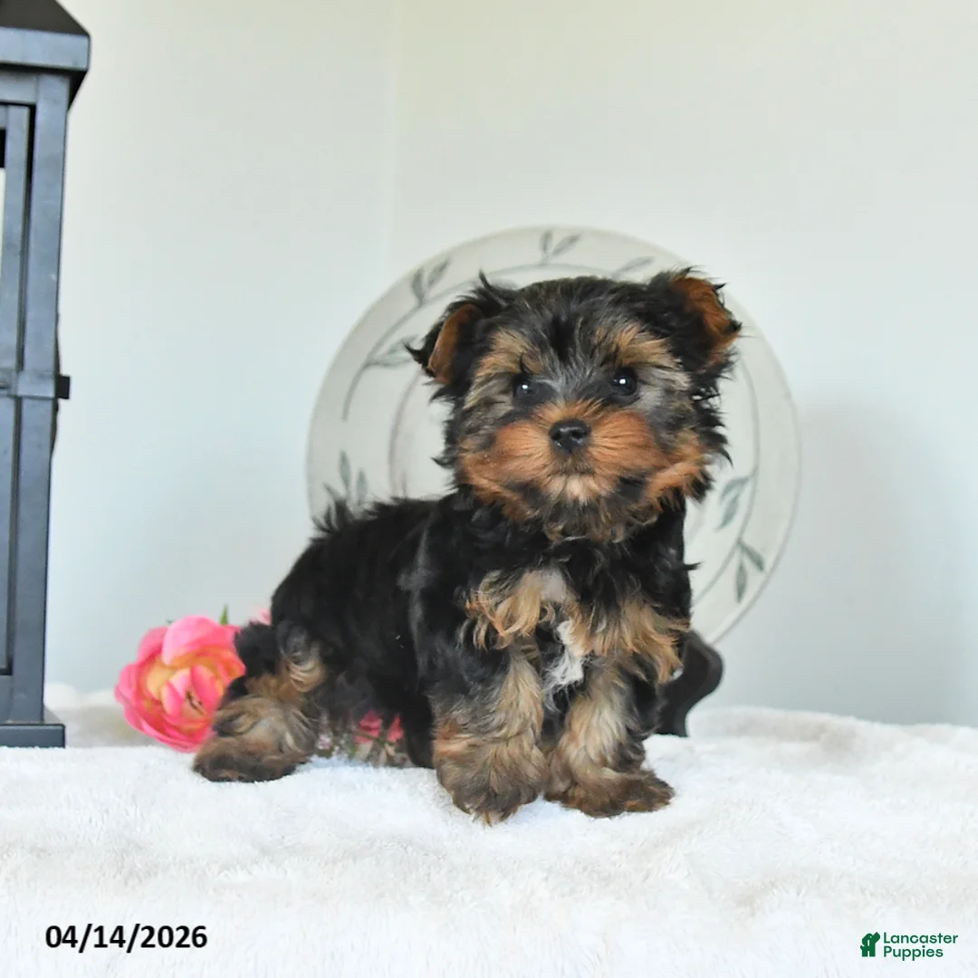 Yorkshire Terrier dogs for sale: Jasper - Ad 2